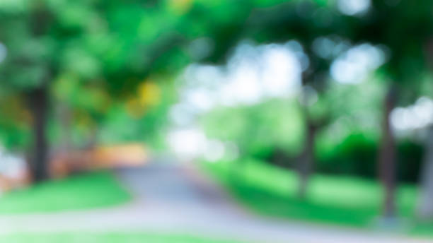 istock Blur of tree in the park nature background 1157883539