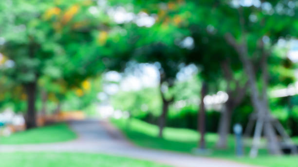istock Blur of tree in the park nature background 1157883591
