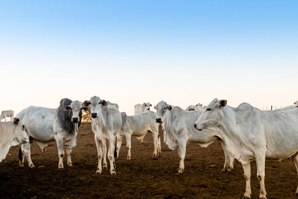 nelore cresciuto per l'ingrasso. bovini originari dell'india e razza che rappresentano l'85% del bestiame brasiliano per la produzione di carne - four legged foto e immagini stock