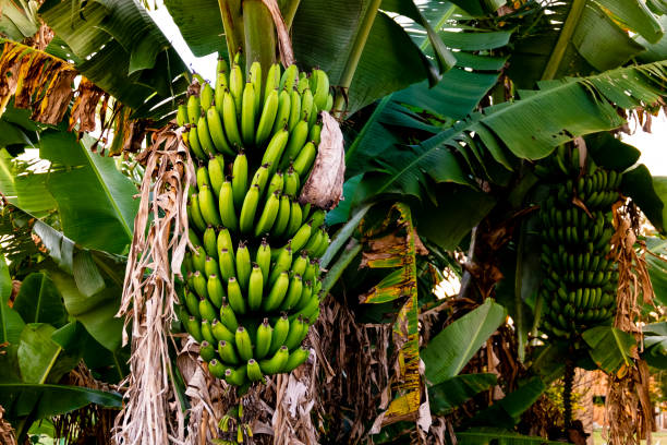 plátano con racimo de plátanos verdes maduros, fondo de bosque lluvioso de plantación - banana tree fotografías e imágenes de stock