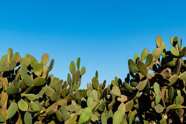Cactus wall. Division between the sky and the cactus Cactus wall. Division between the sky and the cactus. caatinga stock pictures, royalty-free photos & images