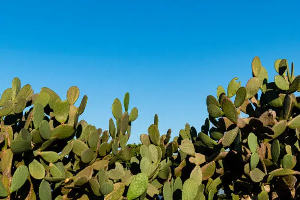 Photo of Cactus wall. Division between the sky and the cactus