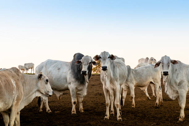 nelore allevato per ingrasso. bovini originari dell'india e della razza che rappresentano l'85% dei bovini brasiliani per la produzione di carne - four legged foto e immagini stock