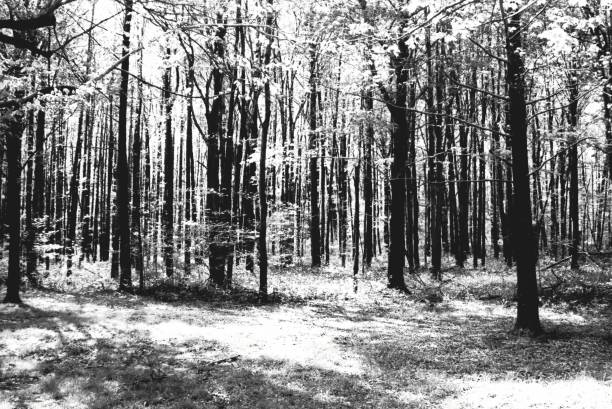 Trees - Indiana 4 stock photo