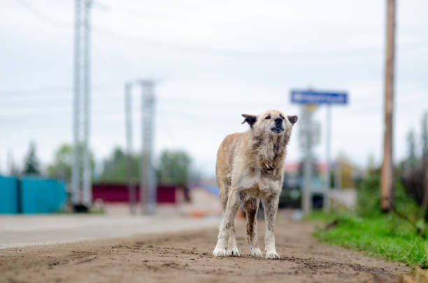 istock A lonely sad thin white dog stands by the road waiting. 1157890907