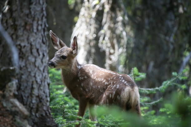 Mule Deer Fawn - Cathedral Provincial Park. stock photo