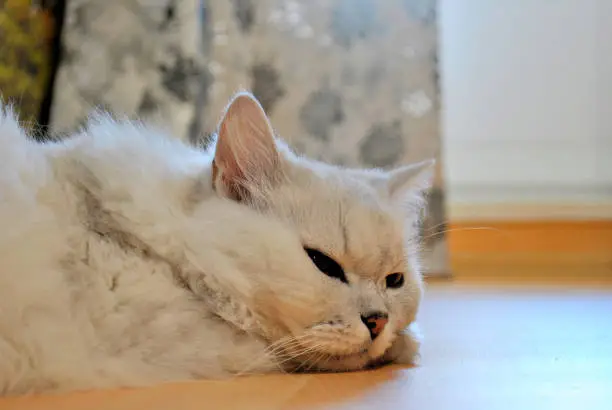 A light gray fluffy cat lies on the floor with half-closed eyes.