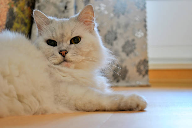 istock A light gray fluffy cat lies on the floor. 1157891028