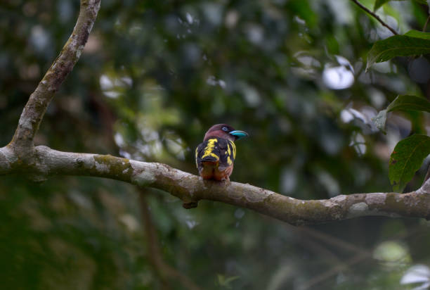 istock Banded Broadbill, Beautiful bird in Thailand. 1157891914