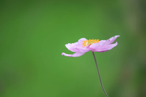 Image of single pink Japanese anemone flower isolated against blurred green garden background, showing petals, yellow stamen ready to be pollinated by honey bees, herbaceous flowering plant in summer garden border, Anemone hupehensis var. japonica hybrida Stock photo of single pink Japanese anemone flower isolated against blurred green garden background, showing petals, yellow stamen ready to be pollinated by honey bees, herbaceous flowering plant in summer garden border, Anemone hupehensis var. japonica hybrida japanese anemone windflower flower anemone flower stock pictures, royalty-free photos & images