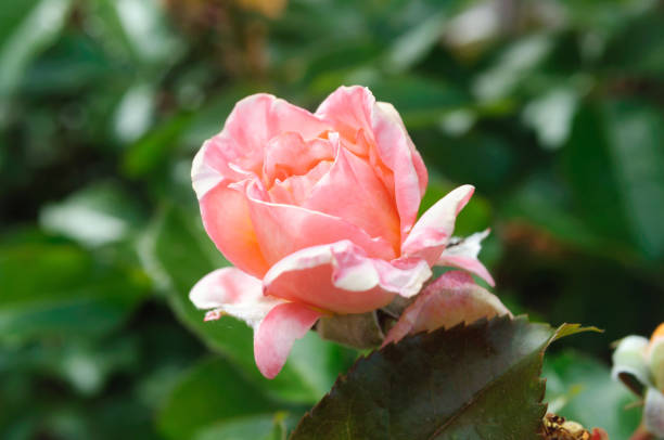 istock One pink rose flower in summer garden. 1157892830