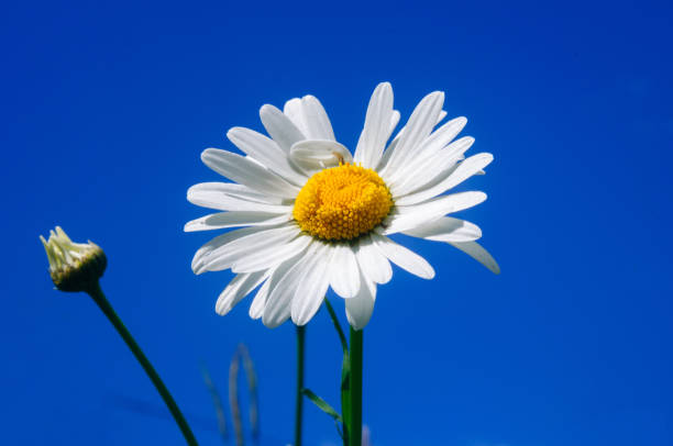 istock White Daisy against blue sky, shallow depth of field. 1157892978