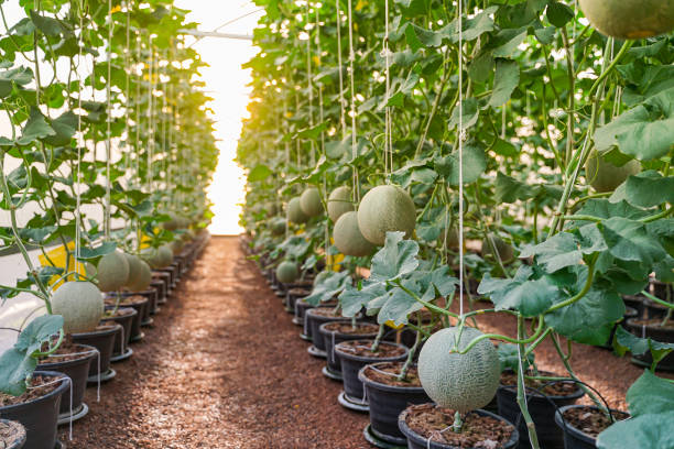 japanese melon growing in greenhouse farm with sunset light - tree skill nature horizontal imagens e fotografias de stock