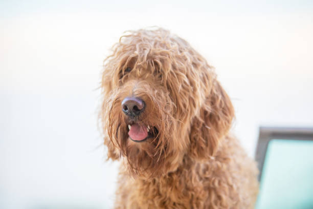 istock Golden doodle on a boat 1157894047