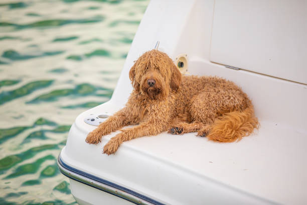 istock Golden doodle on a boat 1157894146