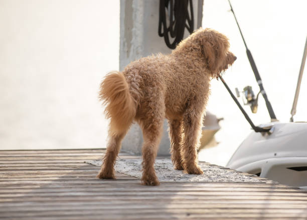 istock Golden doodle on a pier 1157894196