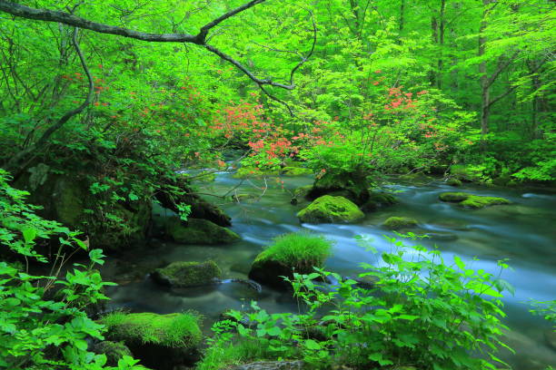 istock Aomori fresh green Oirase mountain stream 1157894973