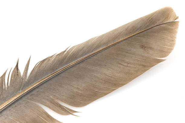 istock Close-up of brown feather isolated on white 1157895235