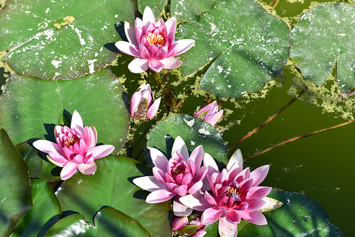 Lotos water Lily