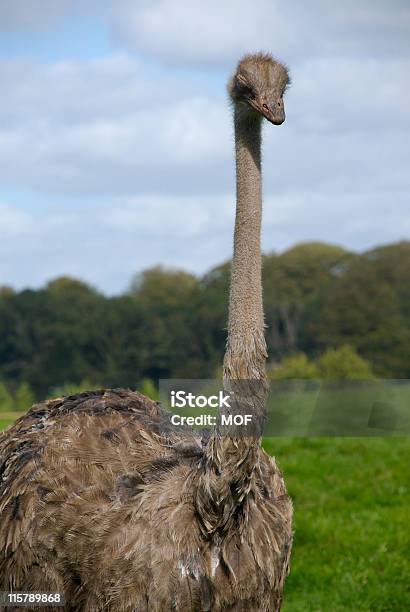 Emù - Fotografie stock e altre immagini di Ambientazione esterna - Ambientazione esterna, Animale, Animale da safari