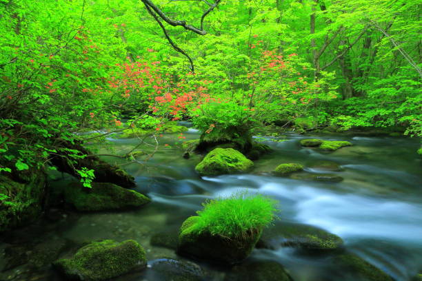 istock Aomori fresh green Oirase mountain stream 1157899340