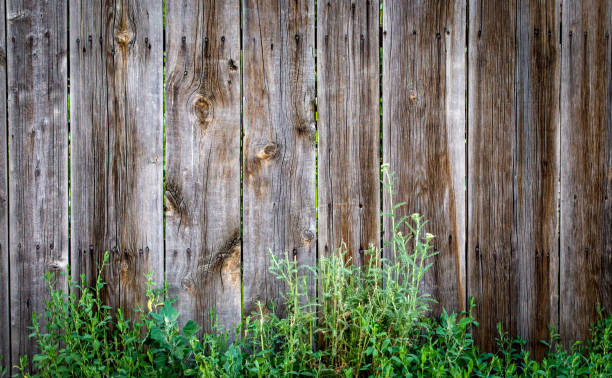 istock Wood texture background, with a green twig. 1157899490