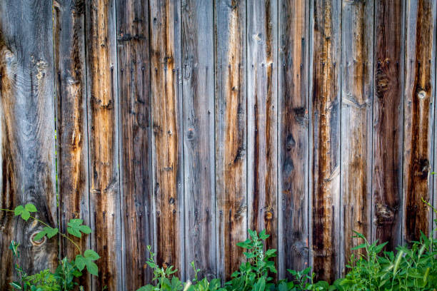 istock Wood texture background, with a green twig. 1157899492