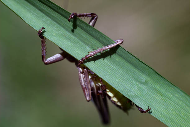 gafanhoto que come folhas frescas do verde - grasshopper locust isolated multi colored - fotografias e filmes do acervo