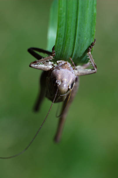 istock grasshopper eating fresh green leaves 1157900675