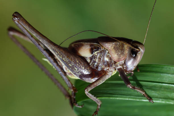 istock grasshopper eating fresh green leaves 1157900676