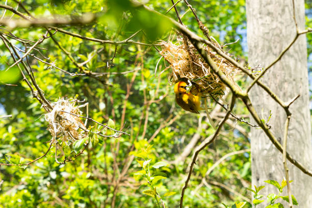 Close-up of a single male taveta golden weaver, ploceus castaneiceps, with a nest hanging from the branches of a tree