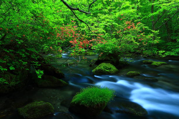 istock Aomori fresh green Oirase mountain stream 1157903024