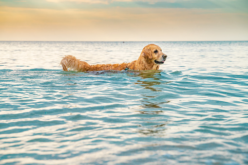 Golden retriever swimming playing in the sea water at sunrise. The scene is situated at Smokinya beach (Black Sea) near Sozopol, Bulgaria (Eastern Europe) during summer sunrise or sunset. The picture is taken with Sony A7III camera.