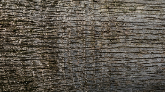 Tree trunk bark texture as natural background