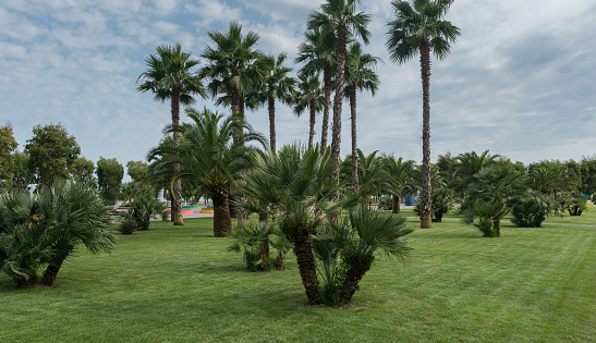 Landscape of green grass field and palm trees in city park