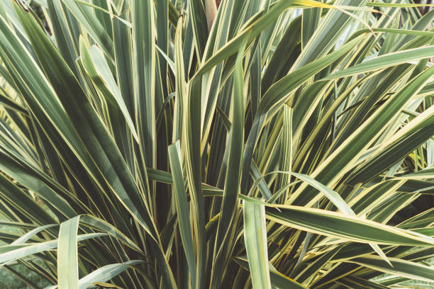 istock Green thin long leaves . Plant with narrow leaf 1157905086
