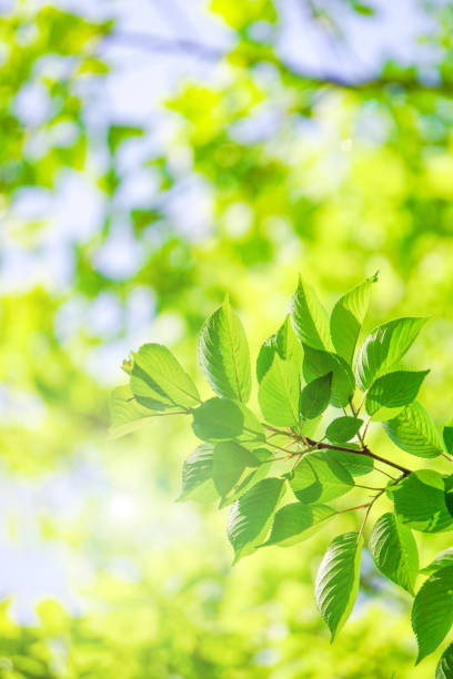 istock Close-up of a fresh green tree branch. 1157908022