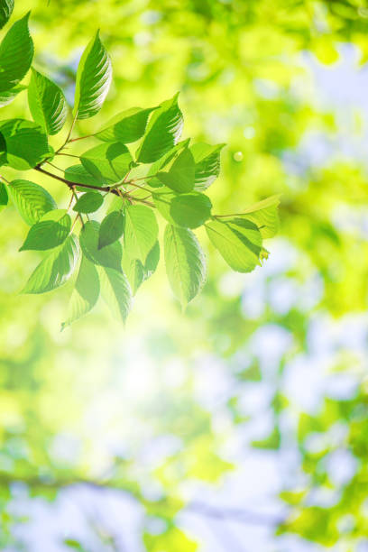 istock Close-up of a fresh green tree branch. 1157908112