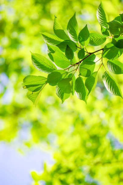 istock Close-up of a fresh green tree branch. 1157908118