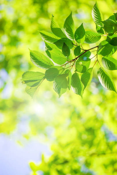 istock Close-up of a fresh green tree branch. 1157908187