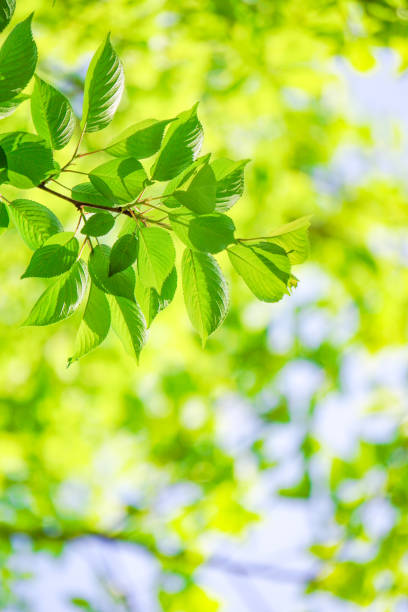 istock Close-up of a fresh green tree branch. 1157908188