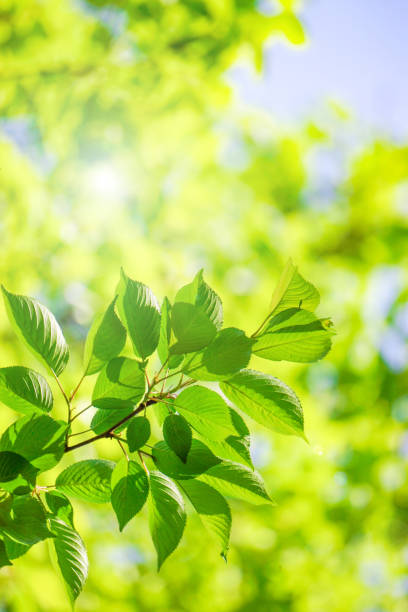 istock Close-up of a fresh green tree branch. 1157908189