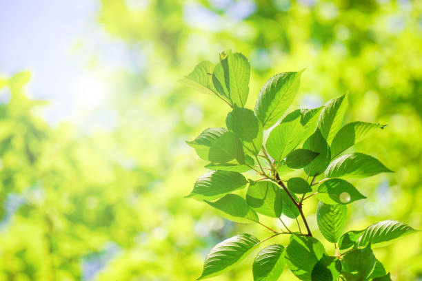 istock Close-up of a fresh green tree branch. 1157908194
