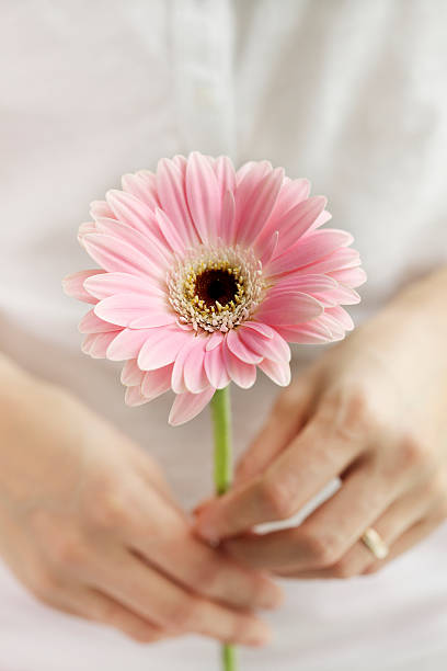 istock Woman's hand and pink Daisy flower 115790829