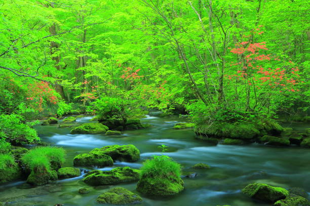 istock Aomori fresh green Oirase mountain stream 1157908334