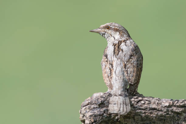 istock The uncommon Eurasian wryneck (Jynx torquilla) 1157909912