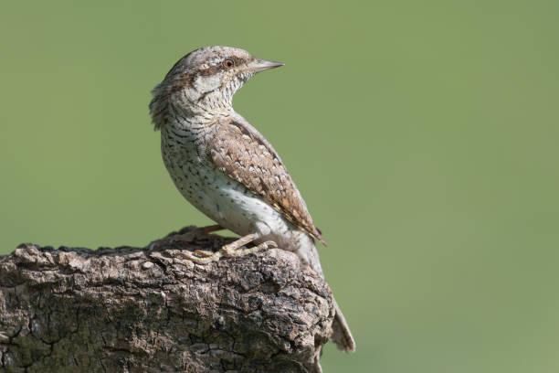 istock The uncommon Eurasian wryneck (Jynx torquilla) 1157909913