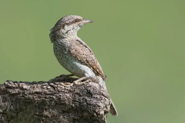 Photo of The uncommon Eurasian wryneck (Jynx torquilla)