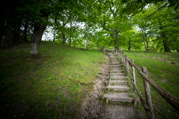Wooden staircase in forest green landscape. Background with copy space. Effort or ambition symbolic background. Foreste Casentinesi National Park, Camaldoli, Italy.