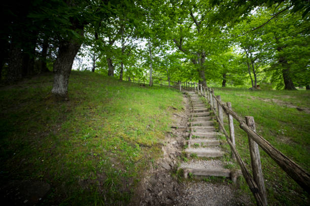 Wooden staircase in forest green landscape. Background with copy space. stock photo